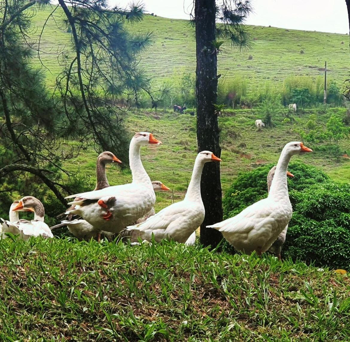 Casa Inteira A 15 Minutos Do Centro De Miguel Pereira Villa Vassouras Dış mekan fotoğraf